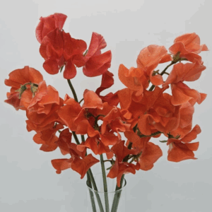Sweet Pea - Orange